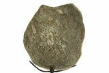 Fossil Sauropod Limb Bone Section with Metal Stand - Colorado #354328-2